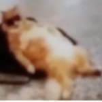 Cat POWAH