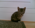 Sven's tweede groep