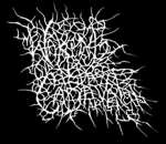 Fusceytium