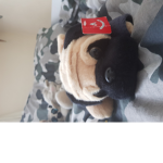 Pugs United Forever