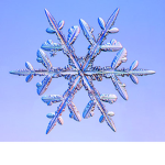 Winterly Wizard Group