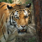 Epic Tigers Team