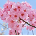 Blossomvibez