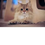 Cat's ®