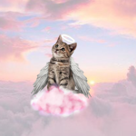 ~Cat heaven~