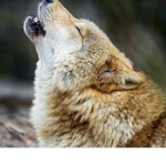 Howling Wolf Squad1