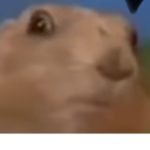 HEAMSTER GANG