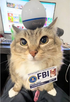 Super cats fan group