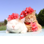 kitto babos <3