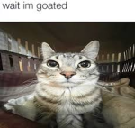 The official army of cats