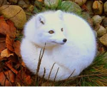 FOX FRIENDS X_X