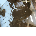 Save the lobsters!!!!