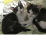 Мир котиков