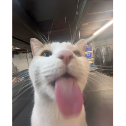 40%