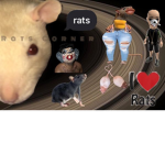 Rats corner