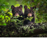 The Twin Bears