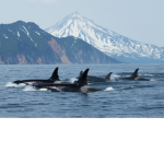 Die orca gruppe