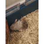 •The Hamsters•