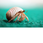 GET MORE HRMENT CRABS
