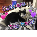 Kitty Cats are the best!!!!