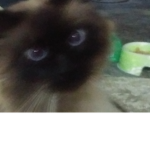 Coffe mi gatito