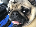PUG CLAN PUG LIFE!!!