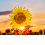 SunflowerArmyシ