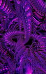 Wo1