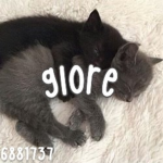 gloré