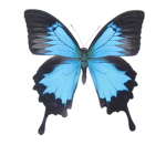 Blue butterflys squad