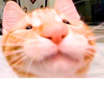 El Gattoo