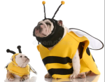 Bumblebee and Puppy
