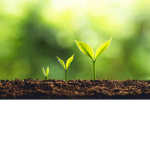 The epic plant group