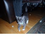 The Brethrin of Cats