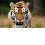 The tigers fan group