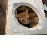 The cute weird cats