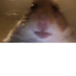Hamster savage