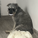 Dog Group friend