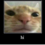this cat is menacing