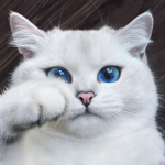 Mega Cats