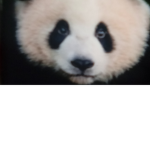 Assinbearfangroup