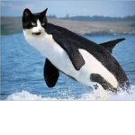 Allcats