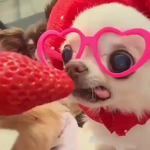*NaNa Plays Games squad!