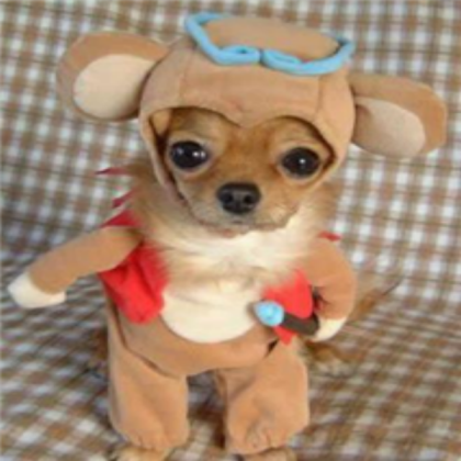 Dog in Costume Roblox decal