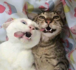 Silly. Cats