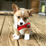 Wonder Corgi's