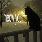 RealMeowTom