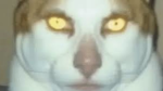 Bornk