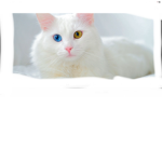 My cat:3