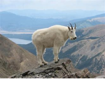 The Goat Tribe